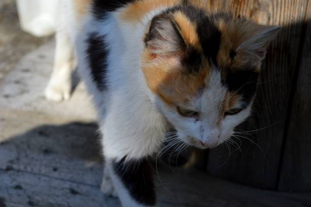 istock one little cute colorful cat 1214435831