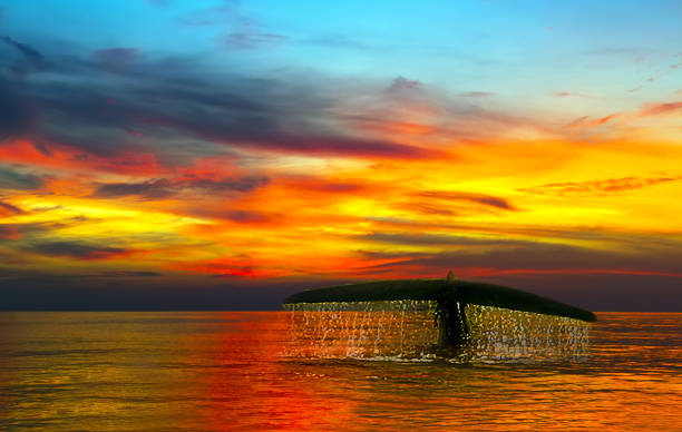 istock Humpback whale light sunset diving 1214436137