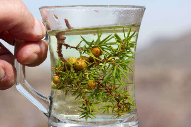 Juniper, Juniperus oxycedrus. Hot herbal tea. Juniper, Juniperus oxycedrus. Hot herbal tea. juniperus oxycedrus stock pictures, royalty-free photos & images