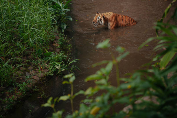 pantera tigris sondaica lub tygrys sumatrzański w zoo - tiger animal sumatran tiger endangered species zdjęcia i obrazy z banku zdjęć