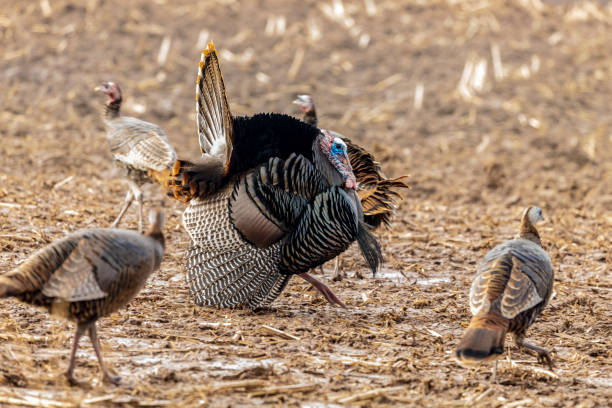 istock Wild turkey. Wild turkey is American native animal. 1214437186