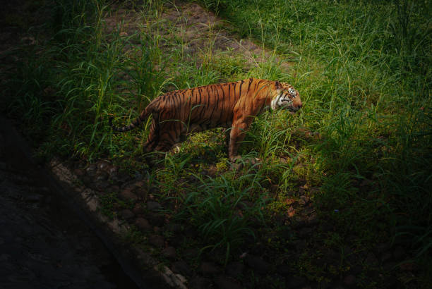 pantera tigris sondaica lub tygrys sumatrzański w zoo - tiger animal sumatran tiger endangered species zdjęcia i obrazy z banku zdjęć