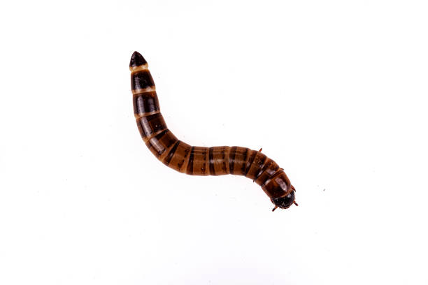 Superworm larvae Zophobas morio on isolated white background