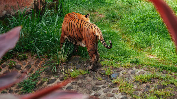 pantera tigris sondaica lub tygrys sumatrzański w zoo - tiger animal sumatran tiger endangered species zdjęcia i obrazy z banku zdjęć