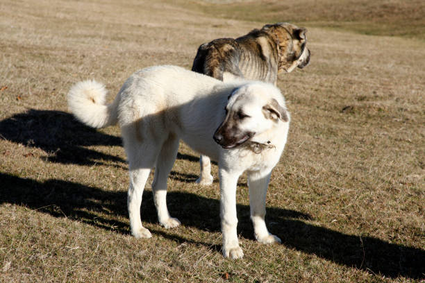 istock big Anatolian shepherd dog in nature 1214438776