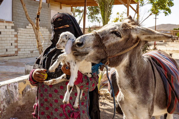 old egyptian woman in traditional clothing with a lamb and donkey - journey camel travel desert imagens e fotografias de stock