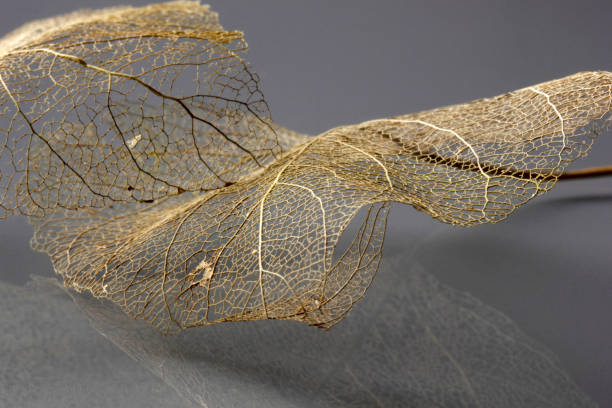 istock Macro shot of leaf vein skeleton. Abstract texture background. 1214439467