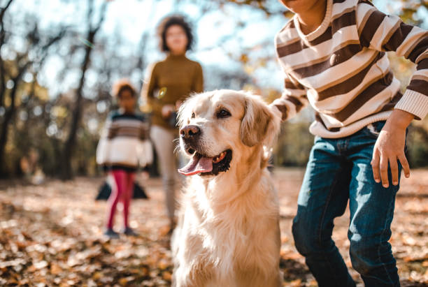 istock Golden retriever with his owners at the park. 1214440655