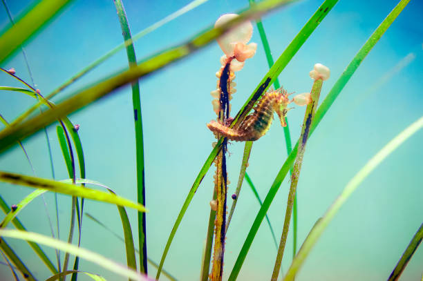 thorny seahorse (hippocampus) anclado a una algas posidonia. - barb horse fotografías e imágenes de stock