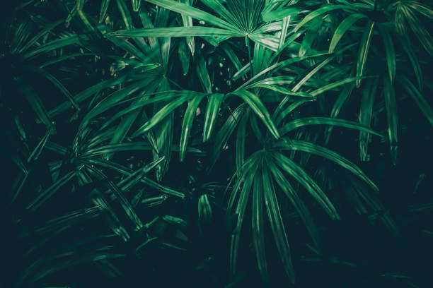 istock green leaves spring nature , summer relax photo   background 1214443730