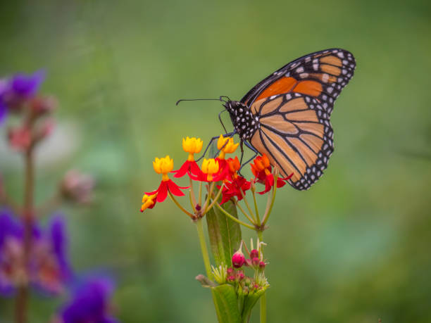 istock Monarch butterfly,Danaus plexippus 1214445094