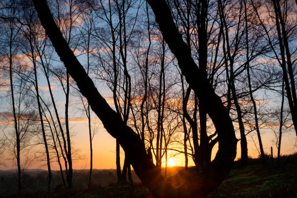 The rising sun silhouettes trees in the Surrey Hills.
