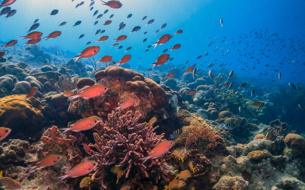 istock Caribbean coral garden 1214445110