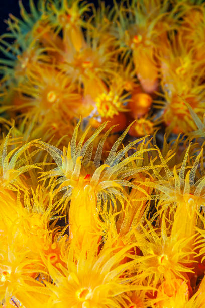 istock Caribbean coral garden 1214445274