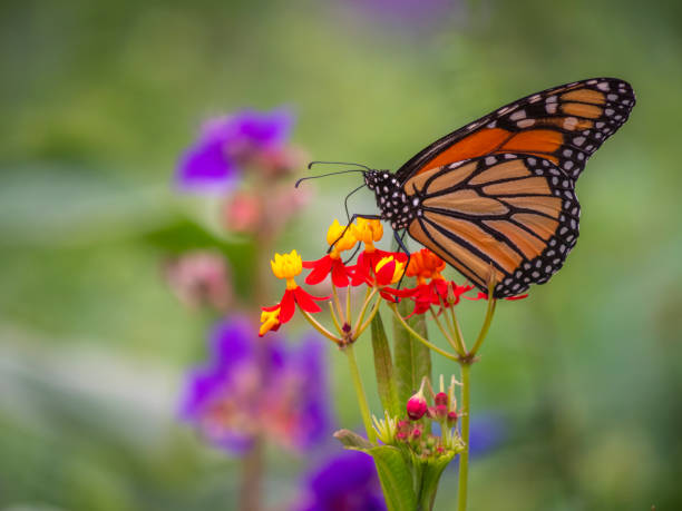 istock Monarch butterfly,Danaus plexippus 1214445350