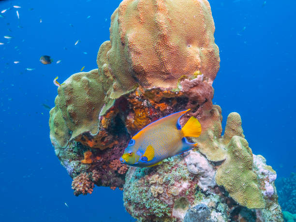 istock Caribbean coral garden queen angelfish 1214445363
