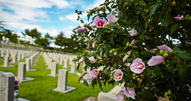 istock Flower blooming at Korean national cemetery 1214446179