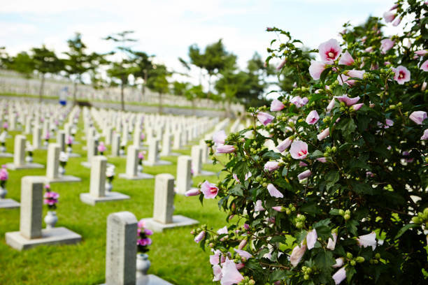 istock Flower blooming at Korean national cemetery 1214446197