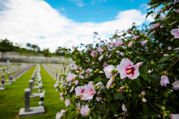 istock Flower blooming at Korean national cemetery 1214446203