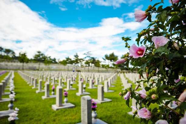 istock Flower blooming at Korean national cemetery 1214446238