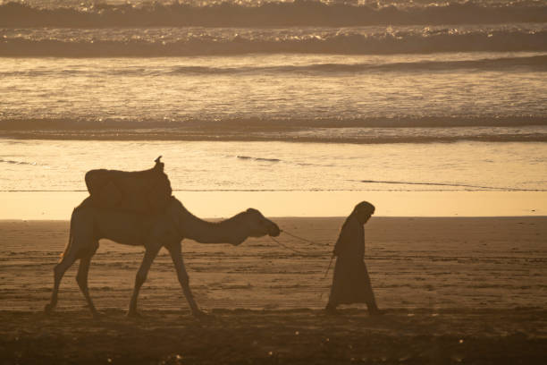 istock Camel and Berber tribesman at Taghazout 1214446724