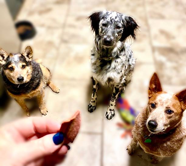 les chiens aiment le bacon et le propriétaire - dog pleading three animals isolated photos et images de collection