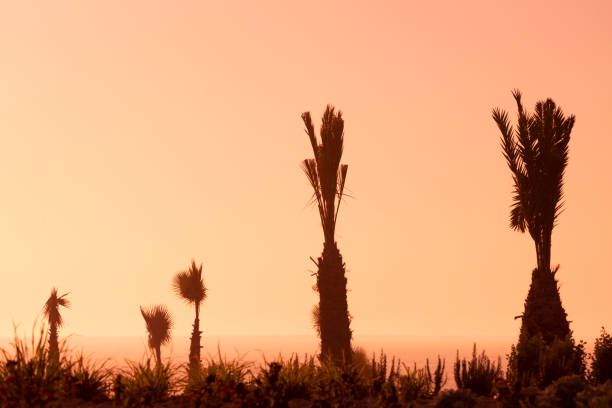 beautiful sunset on oceanic shore with palms paradise silhouette, water and beach, Tenerife, Canary island. High quality aerial drone picture