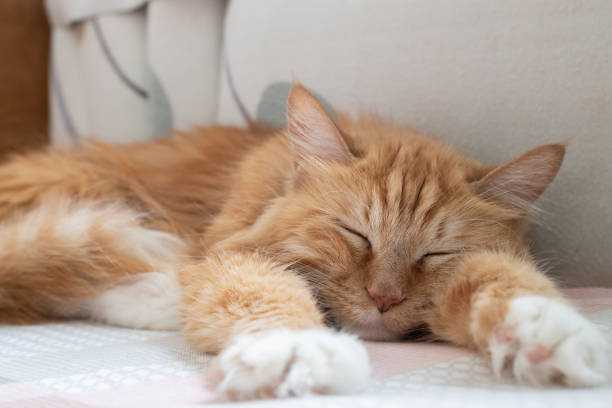 istock Cat is sleeping.Sleep and morning concept 1214448629