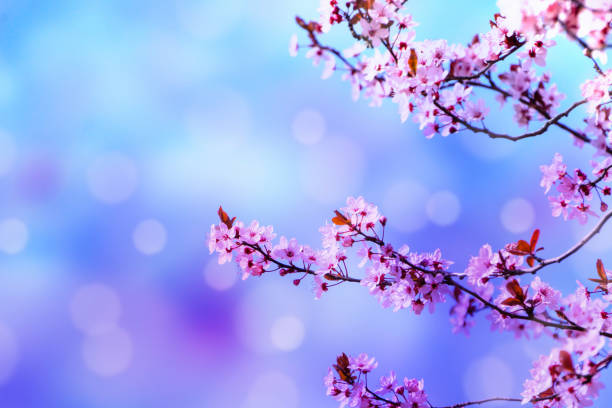 istock cherry blossom on blue sky beauty in nature 1214452026