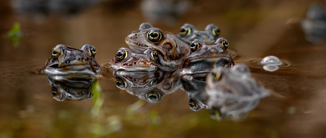common frog by pairing in czech nature