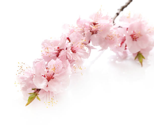 istock Beautiful spring flowering branch 1214453137