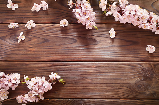 Spring flowering branches on wooden background