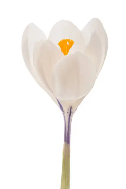 Photo of White crocus