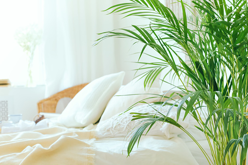 Close up of green fresh tropical houseplant palm leaves with blurred cozy bedroom background. Urban jungle interior concept.