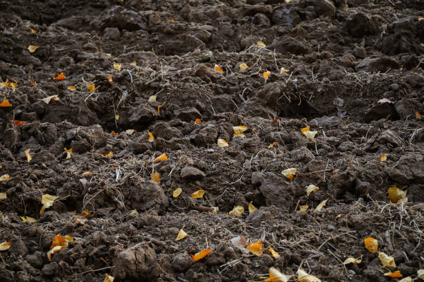 Rows of the plowed soil and faled leaves on it.