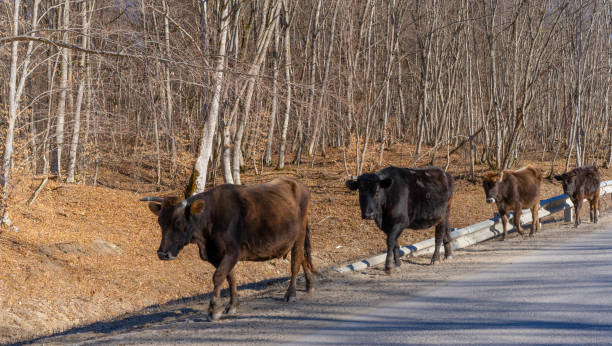 istock Cows are walking along the road 1214456466