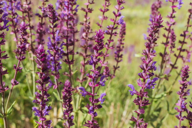 istock Purple sage in summer closeup 1214458740