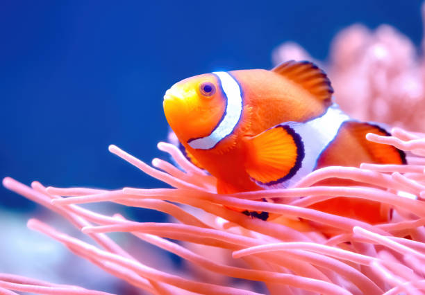 clownfish - anemonenfisch stock-fotos und bilder