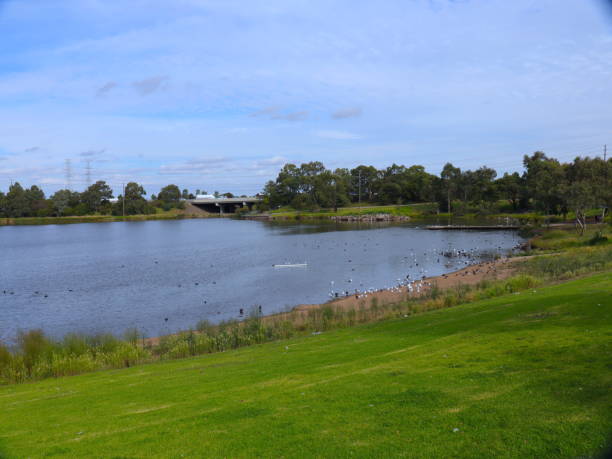 istock Seagull in full flight over a park lake in Melbourne Australia 1214459305