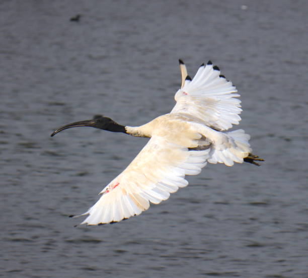Ibis bird in Full flight at a lake in Melbourne Park
