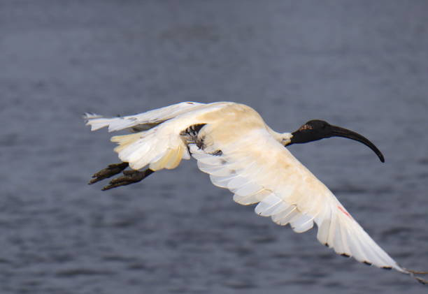 istock Ibis bird in Full flight at a lake in Melbourne Park 1214461009
