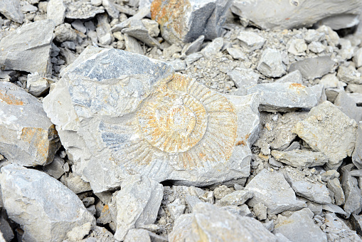 fossil collecting. Ammonite fossil in limestone rock