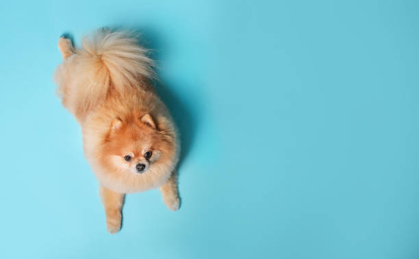 lindo perro spitz rojo - acicalar fotografías e imágenes de stock