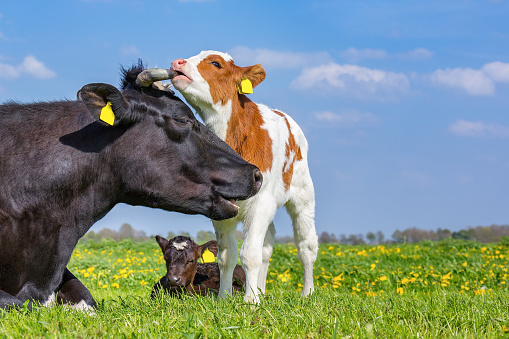 Baby Sapi Induk Sapi Dan Anak Sapi Yang Baru Lahir Di Padang Rumput Foto Stok ...