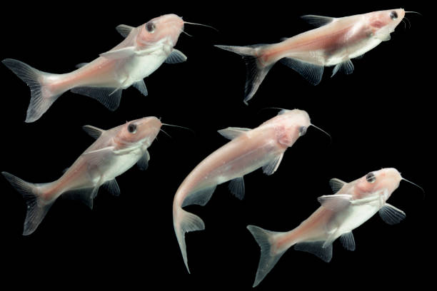 istock Albino Catfish on black 1214466107
