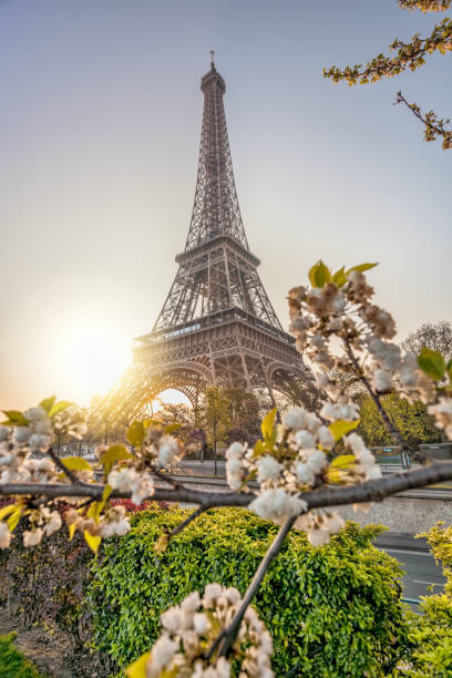 istock Eiffel Tower with spring trees against sunrise in Paris, France 1214466108