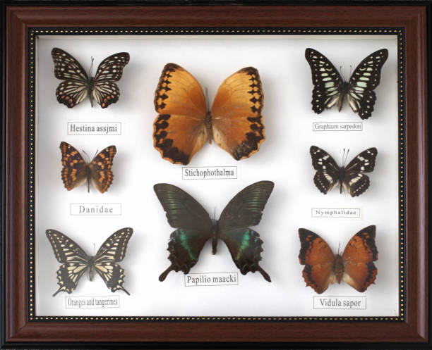 istock Collection of 8 different herbarium butterflies on a white background in frame. 1214468293