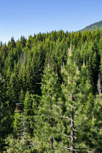 istock Wild high mountains spruce forest in Durmitor national park Montenegro. 1214468521
