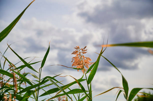 hierba de caña (phragmites australis) contra un cielo nublado. - carrizo común fotografías e imágenes de stock