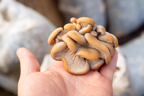 istock oyster mushrooms in man hand close-up 1214470096